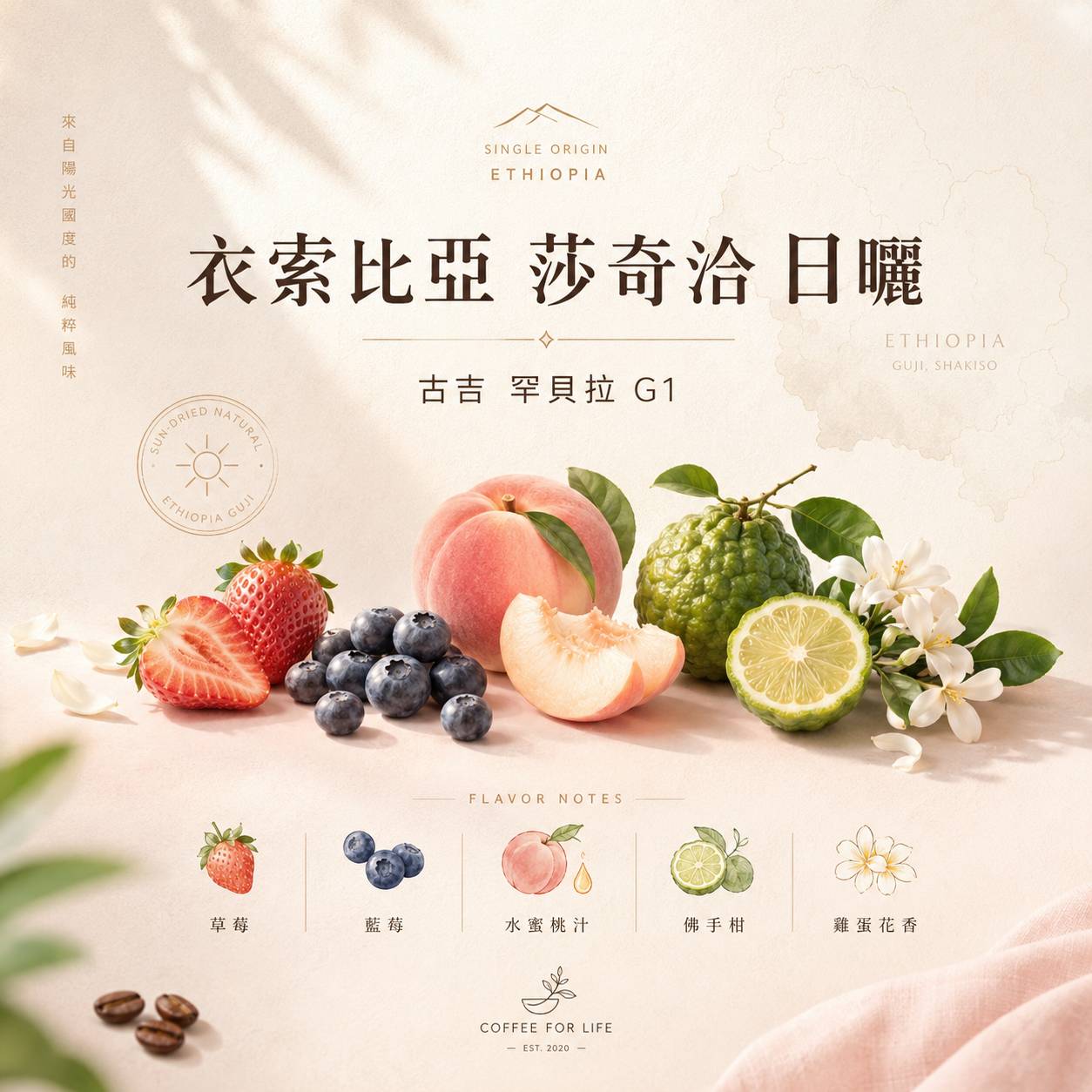 莎奇洽